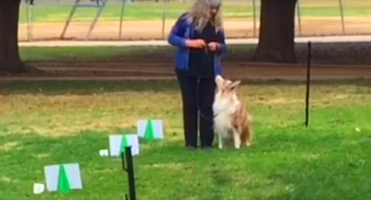 Intermediate Obedience – Rally Level 1 & 2