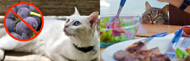 Foods That Are Hazardous to Cats