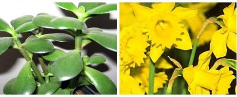 83 Plants known to be harmful to pets