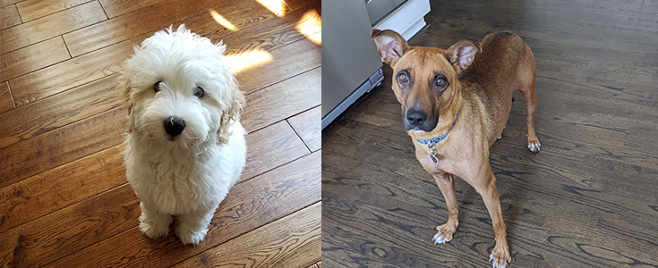 Start Social Distancing From Your Dogs & Pets NOW Before You Go Back To Work!